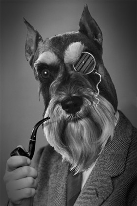 Clever Dog - Digital Photographic Manipulation - Photoshop