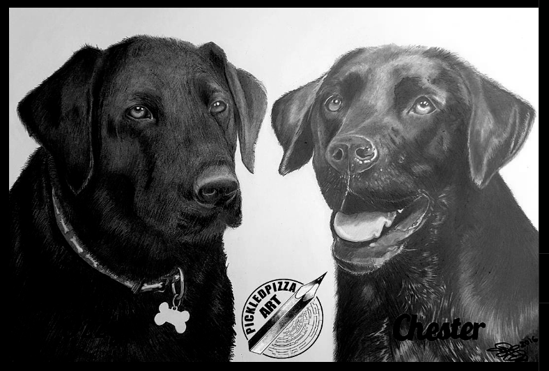 Ozzy and Chester - A Pencil portrait of a old schoolmate's two best friends. His Black Labradors.