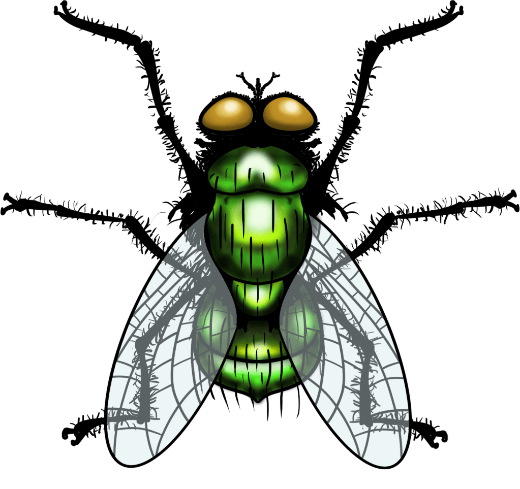 A cute little common green bottle fly aka Lucilia Sericata.