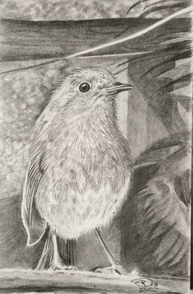 Pencil Sketch of A European Robin ( Erithacus Rubecula )